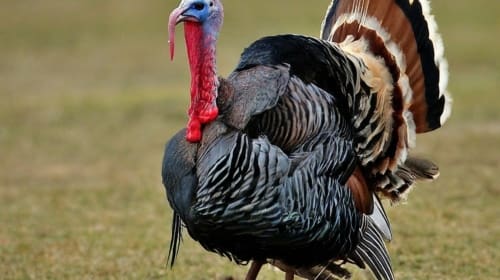 Can You Get Rid of a Turkey Neck?